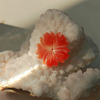 Natural Mother of pearl orange shell flower carving necklace design making jewelry inlay parts small flower for earring using 